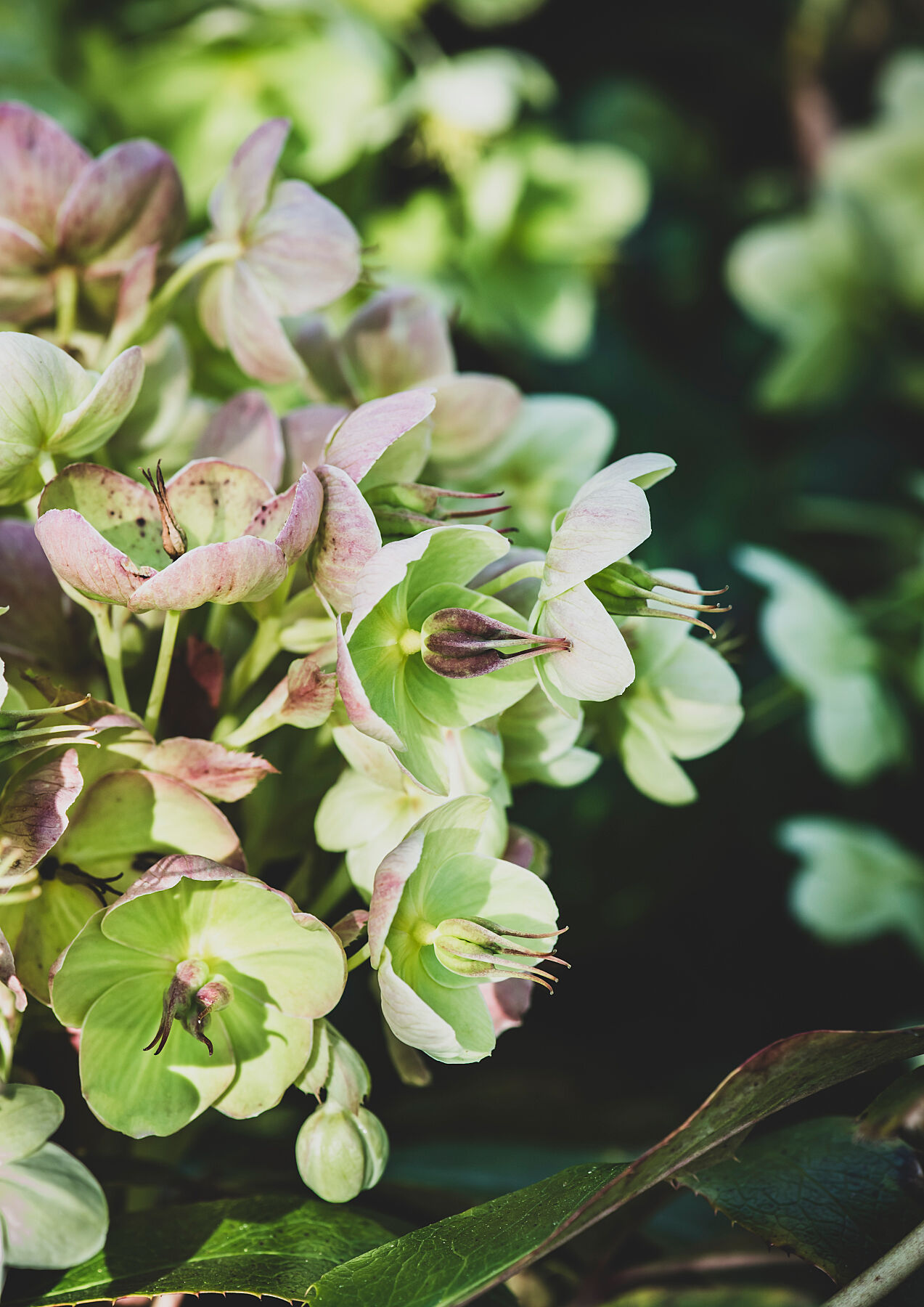 Hellebores 002