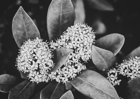 Black and white skimmia