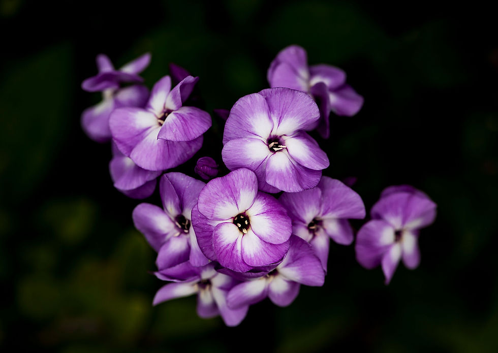 Thumbnail: Phlox 001