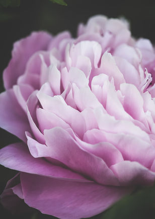 Pink peony macro