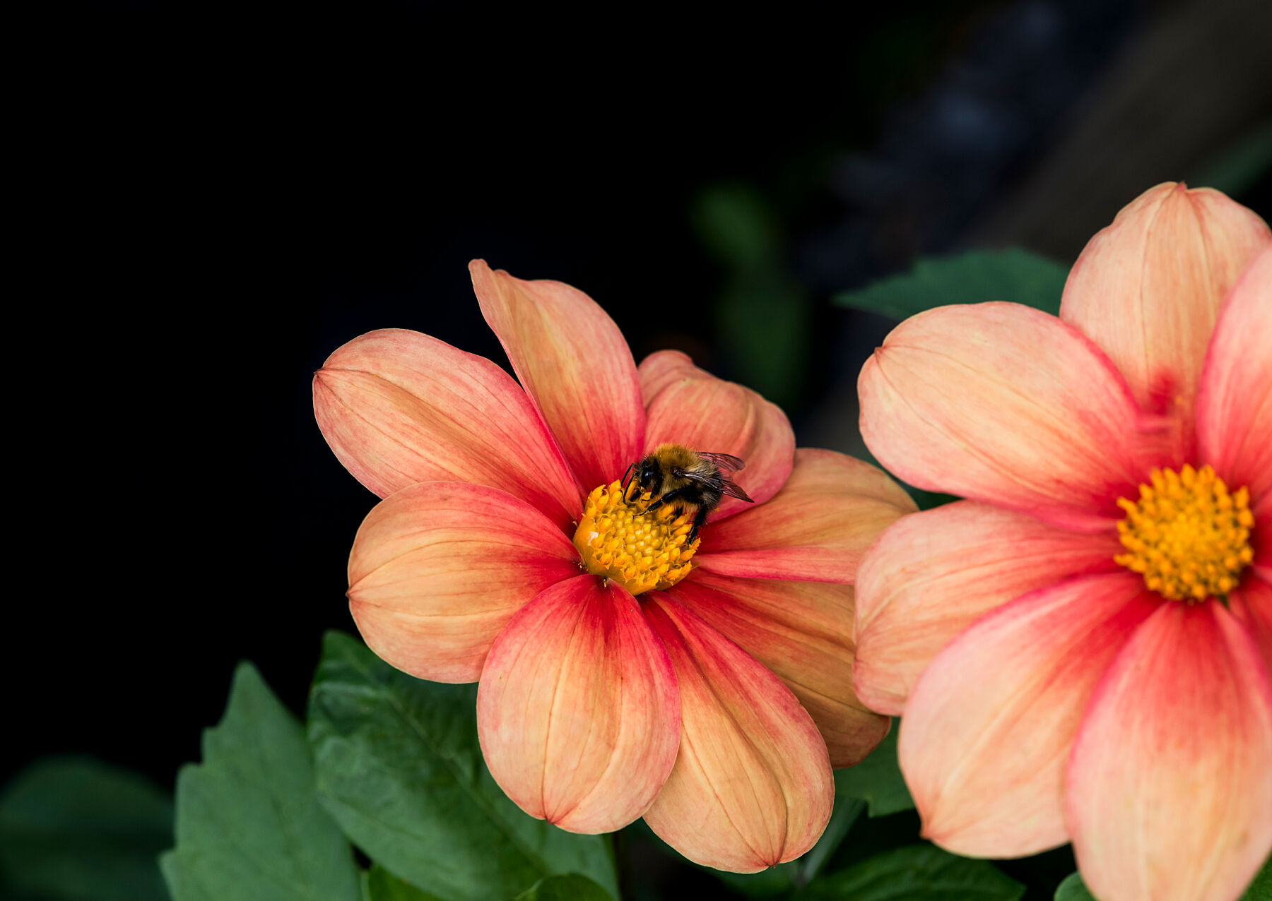 Dahlia Bee 001