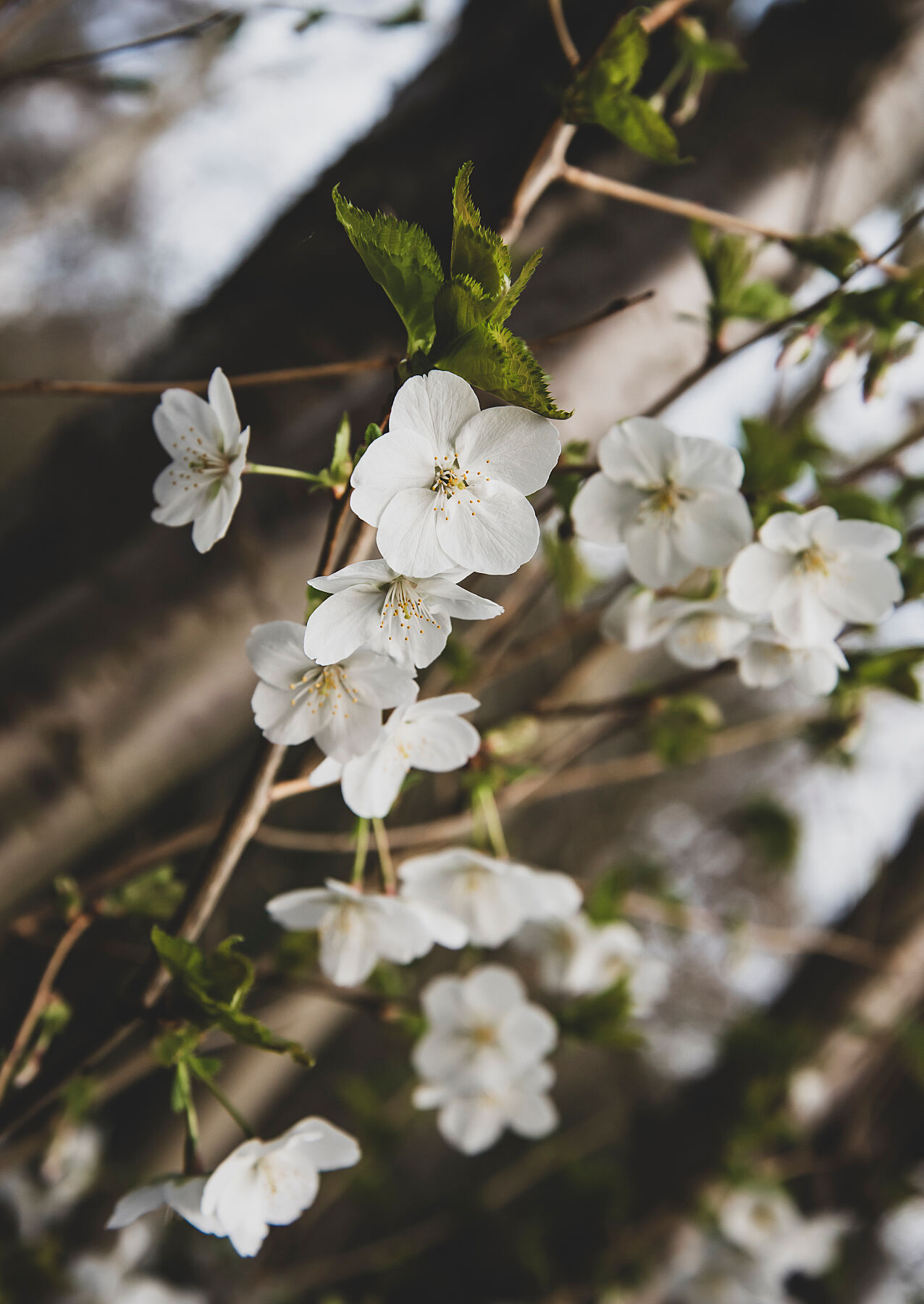 White Blossom 001