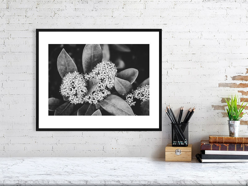 Thumbnail: Skimmia B&W 001