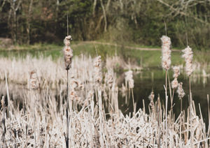 Reeds on a pond