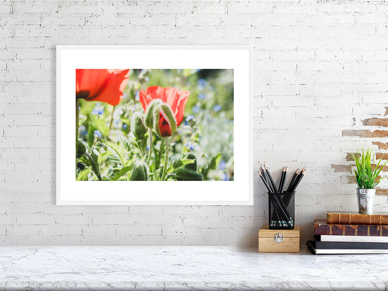 Thumbnail: Poppies 003