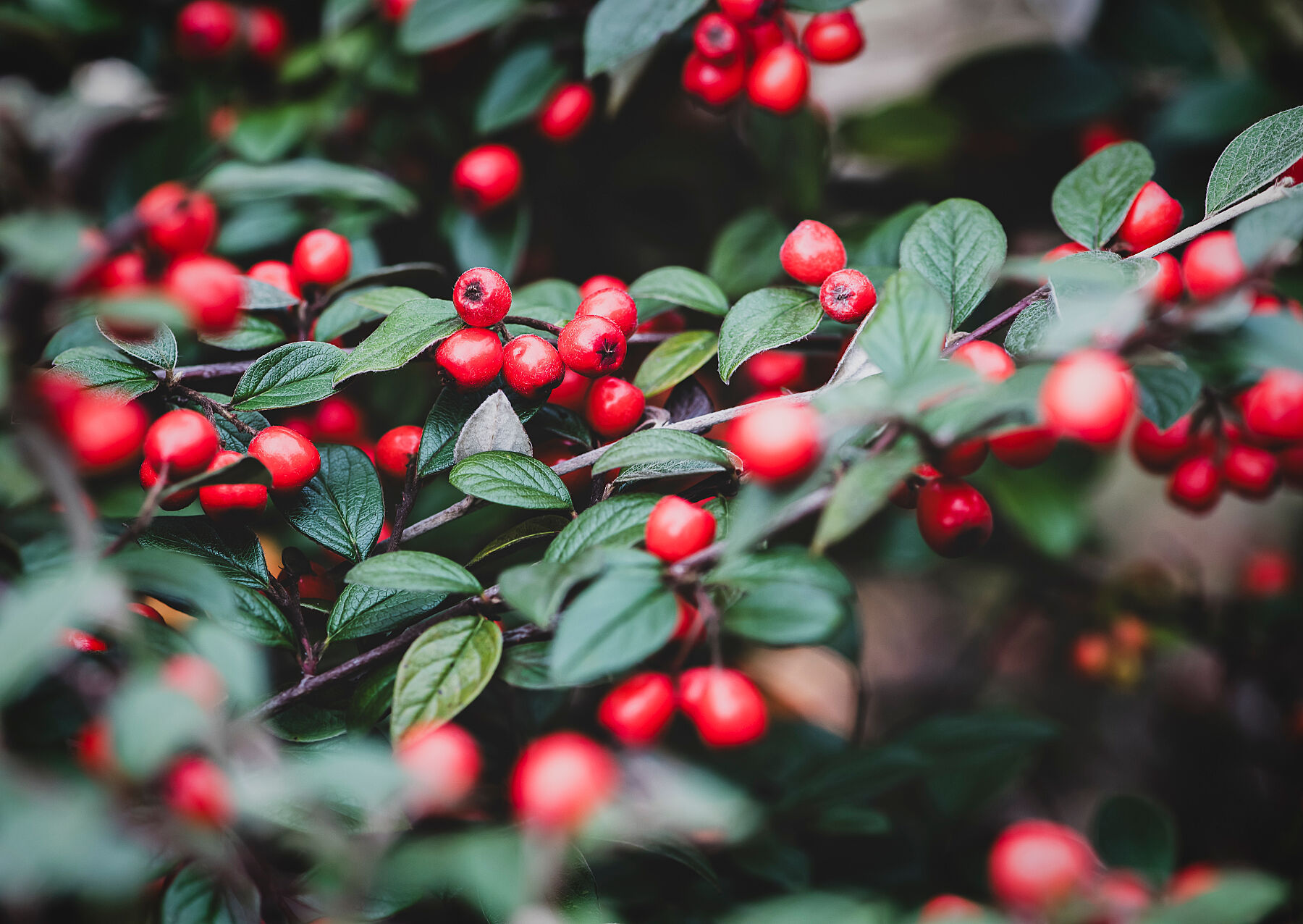 Autumn Berries 002