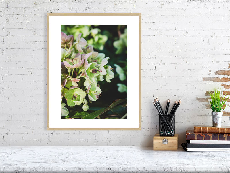 Thumbnail: Hellebores 002