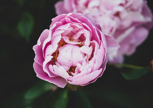 Pink peony