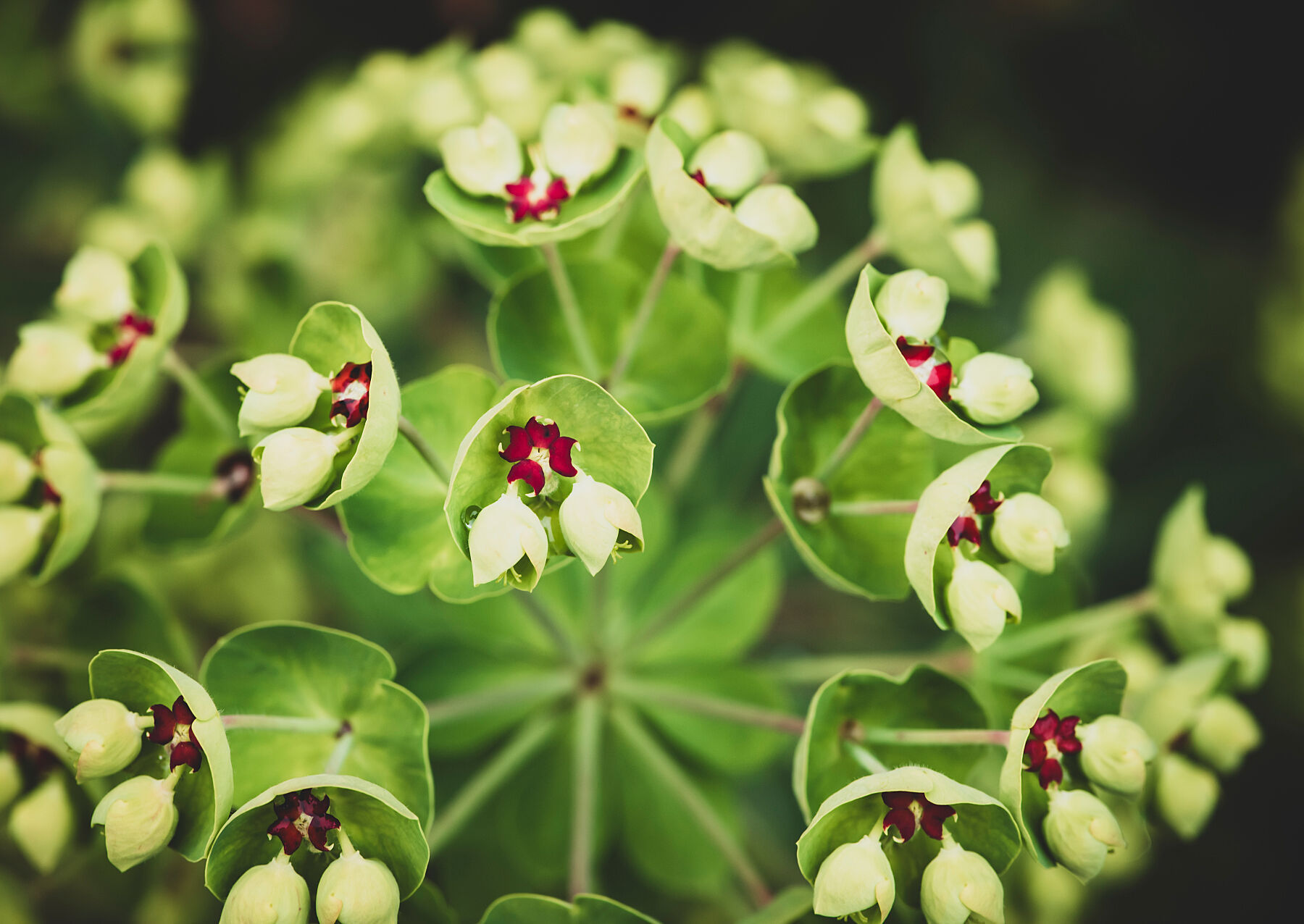 Euphorbia 001
