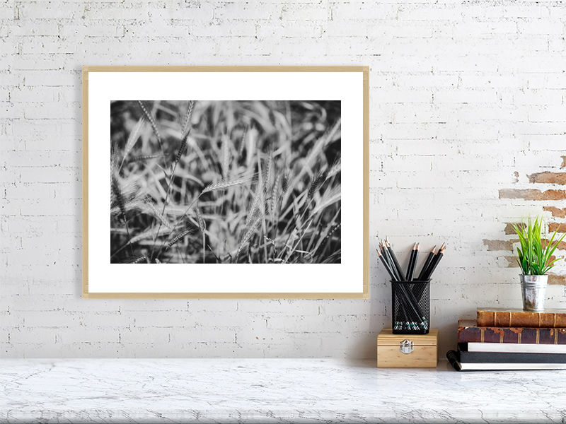 Thumbnail: Grasses B&W 001