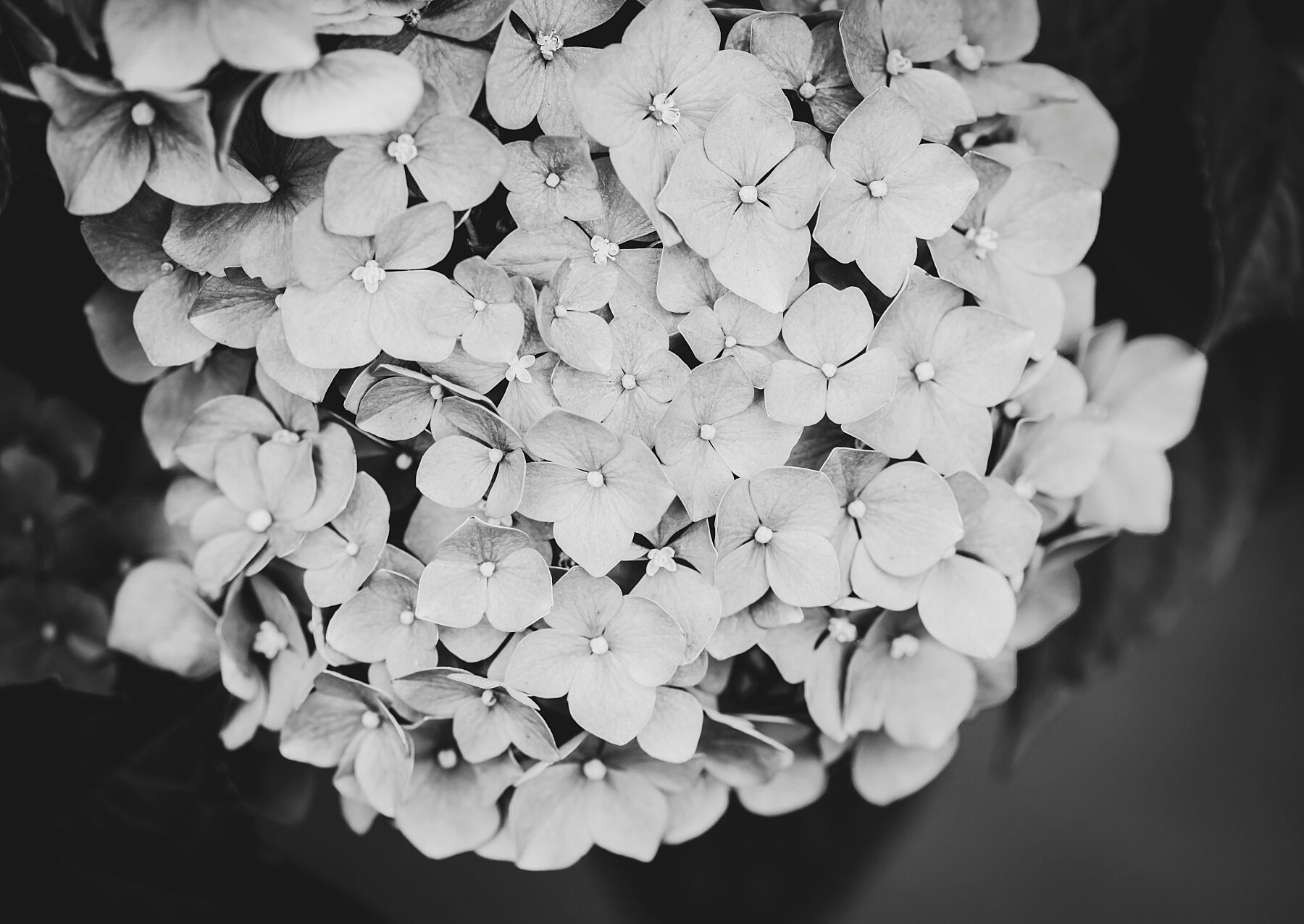 Hydrangea B&W 001