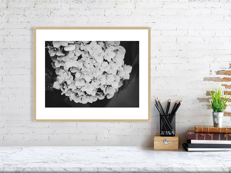 Thumbnail: Hydrangea B&W 001