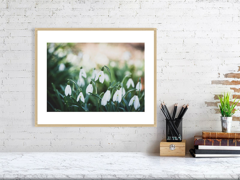 Thumbnail: Snowdrops 003