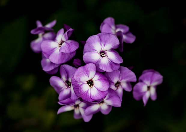 Purple phlox