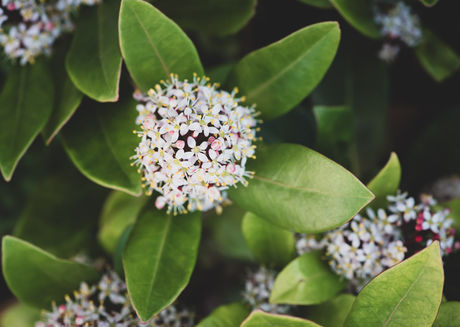 White skimmia