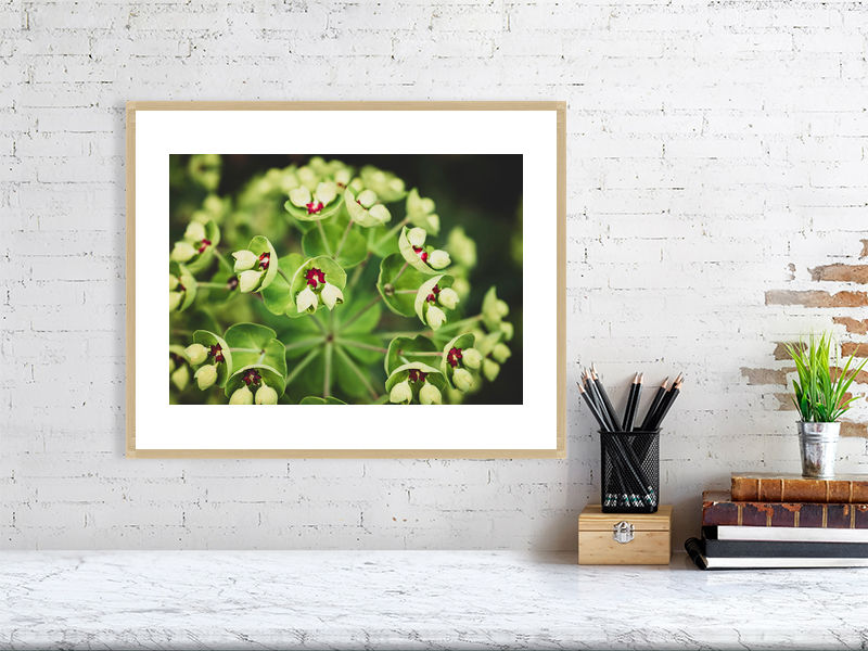Thumbnail: Euphorbia 001