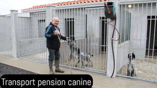 pension canine(2).jpg
