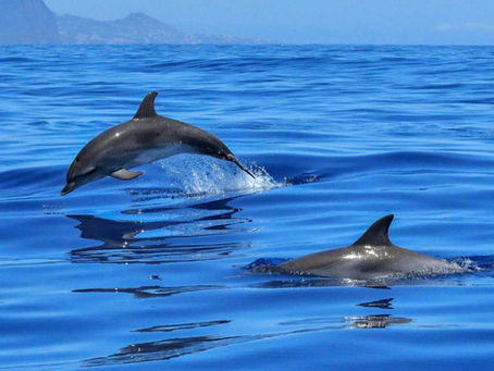 rencontre avec les dauphins en kayak dans la baie de tamarin