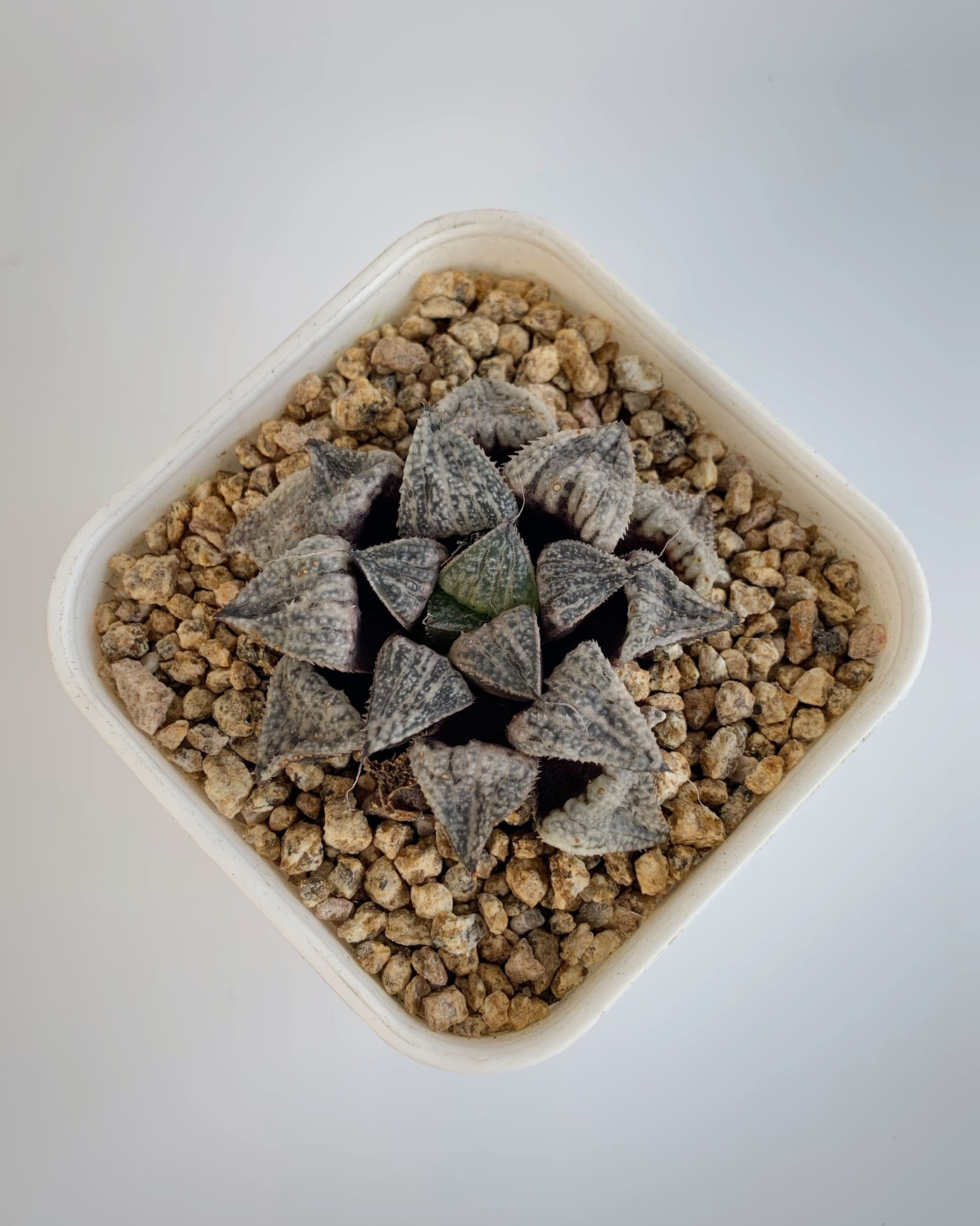 Haworthia sp.