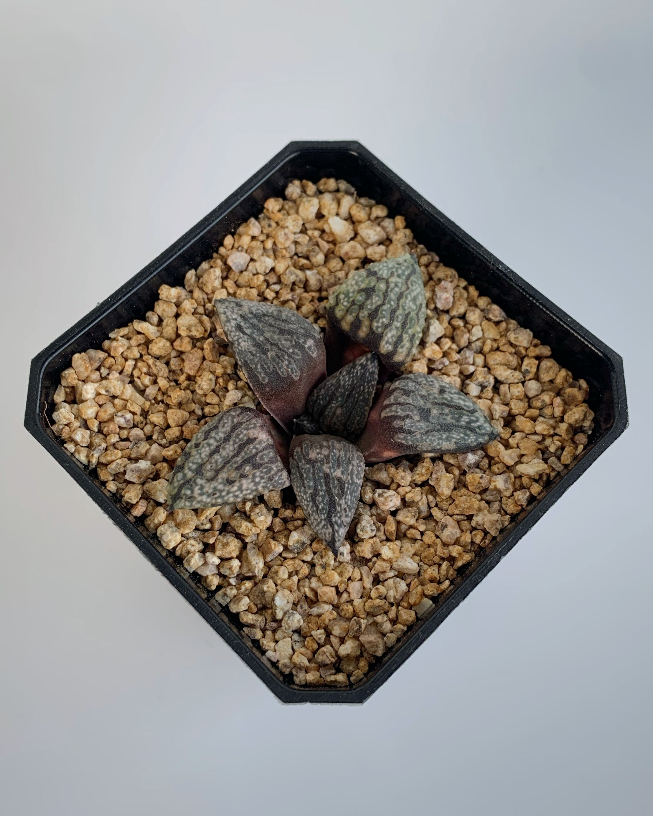 Haworthia sp.