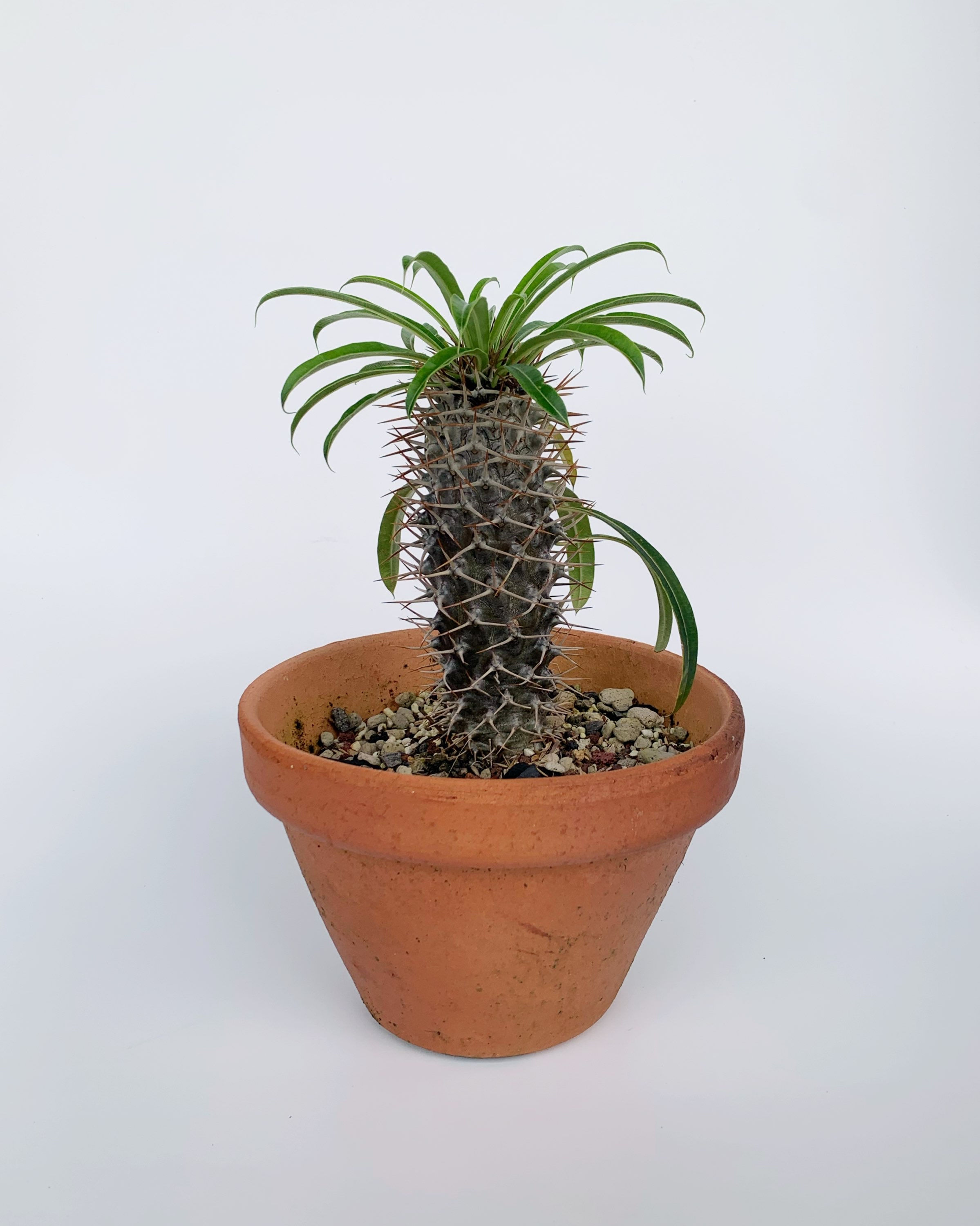 Pachypodium lamerei