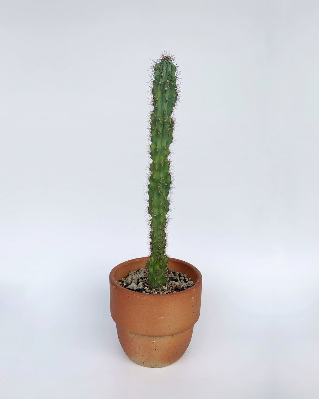 Cereus sp. monstrose