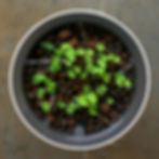縮圖：Botanium