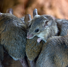 Mice Jack Russell Environmental in Lincolnshire and Leicestershire.png