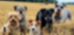 dogs_edited.jpg