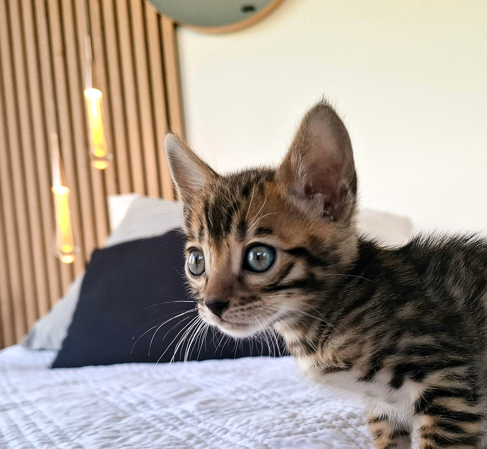 prestige bengal_edited.jpg