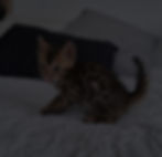 chaton bengal - rosettes - prestige bengal