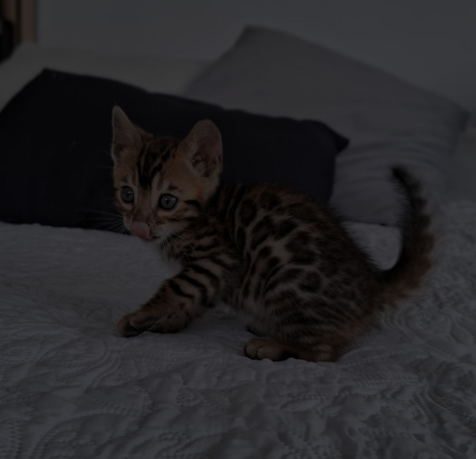chaton bengal - rosettes - prestige bengal