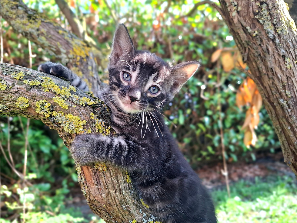 bengal charcoal