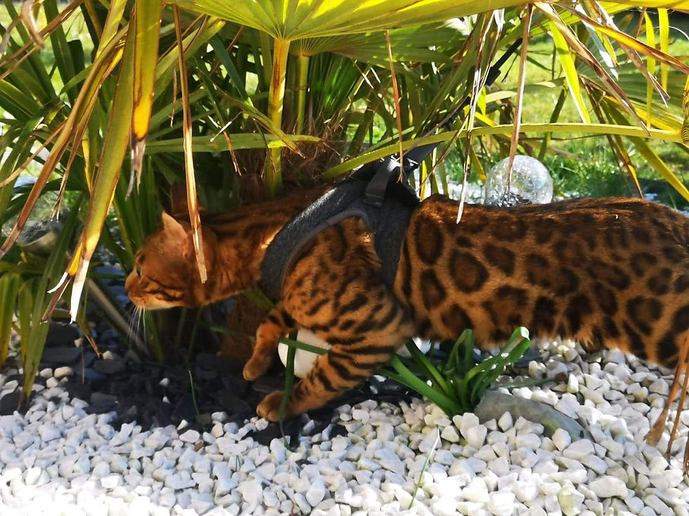 Bengal cat