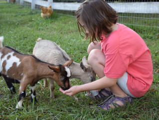 Exposure to farm animals in early childhood might help boost childrens immune system.