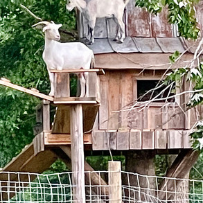 Living Their Best Life