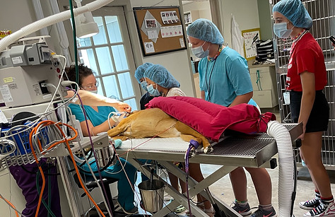 Vet Camp, Veterinary Camp, Veterinary school, Farm Camp, Becoming a Veterinarian