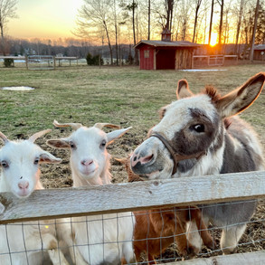 Bella, Snowball and Mother Theresa