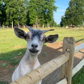 Well Hello