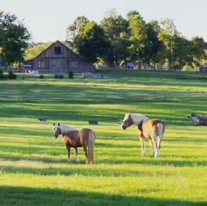barn-and-horses.jpeg