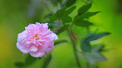 Consonance and dissonance. John (Baldie uncle) Blog by Anuj Nair