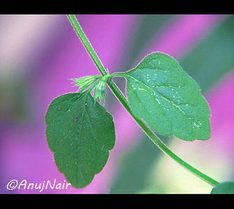 The Flower is a poem written by Anuj Nair. It is a Picture poem / Photo poem of Love.