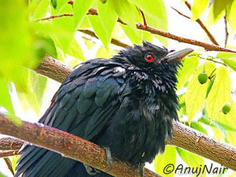 'After a Shower' is a poem written by Anuj Nair. It is a Picture poem / Photo poem.