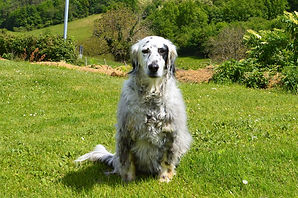 garde de chiens,vacances,dordogne