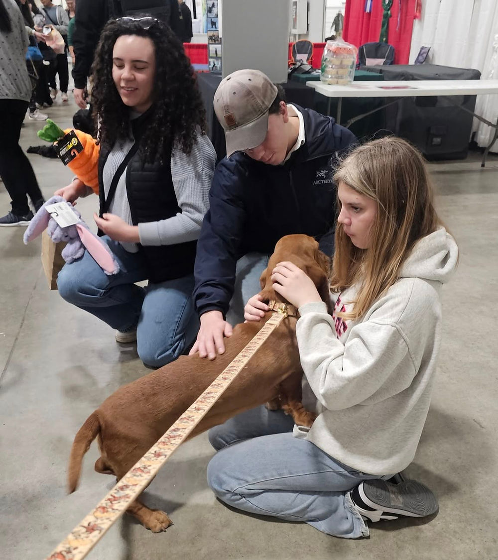 people meeting basset hounds
