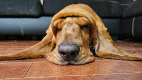 Happy Birthday Dallas!