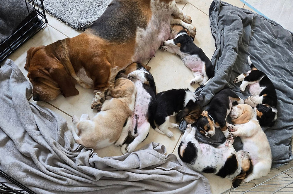female basset hound laying with her puppies