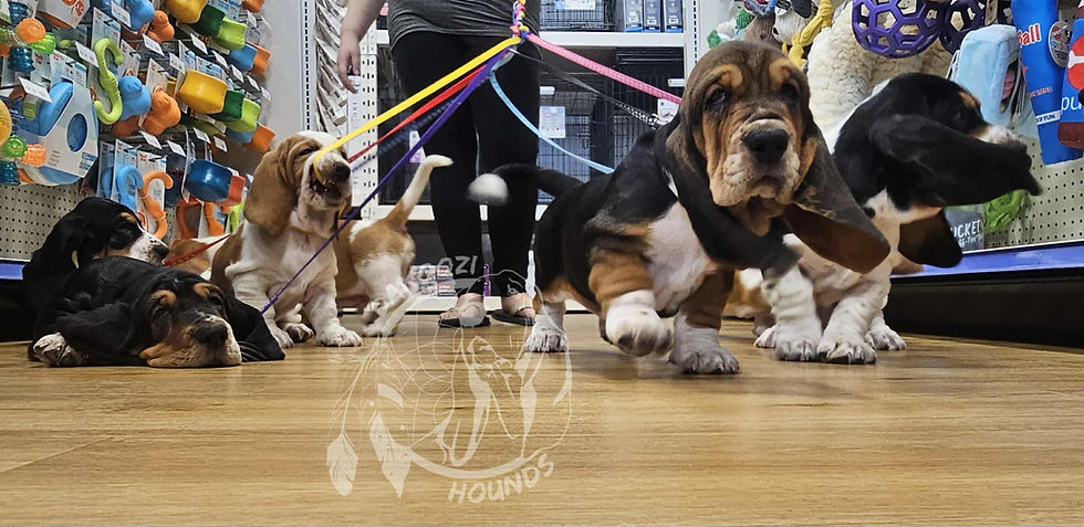 Introducing ... the "Gettin' Tipsy" Litter