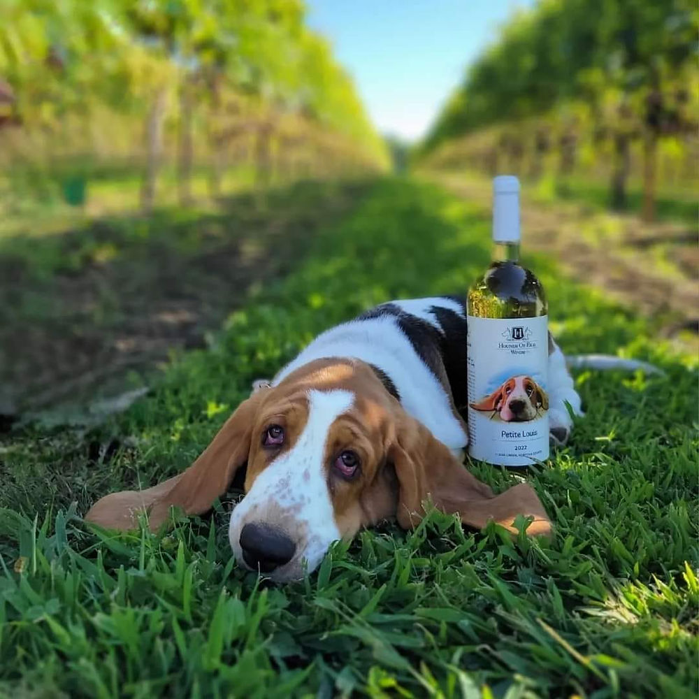 basset hound laying next to a bottle of wine that has its photo on the label