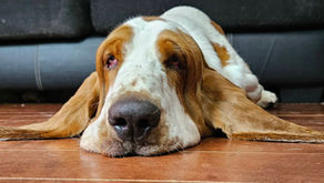 Happy Birthday Memphis!